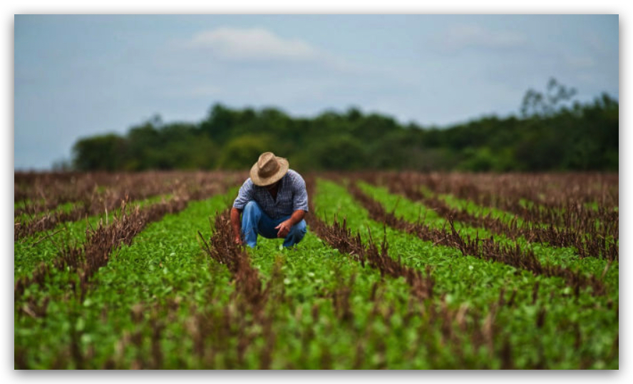 Autosuficiencia alimentaria