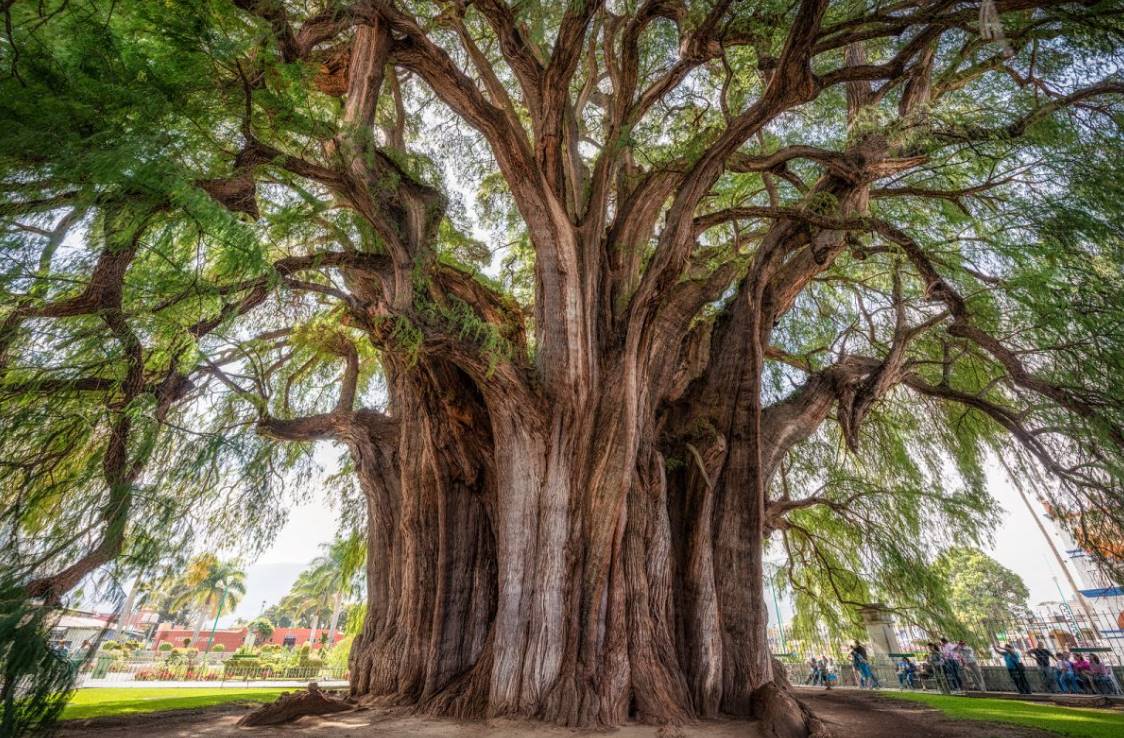 Qué significa soñar con un árbol? - Filosofia Hoy